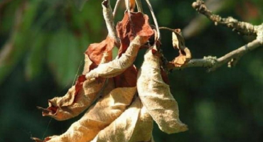 Proč na jabloni schnou jednotlivé větve a co dělat, aby se strom ozdravil